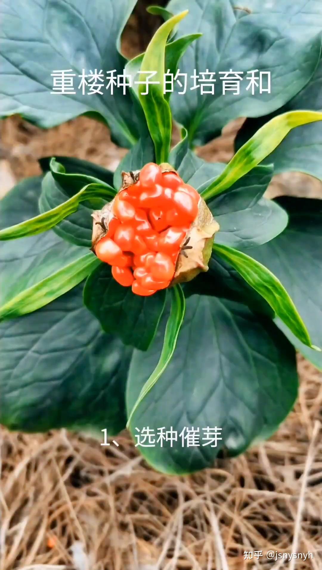 重樓培育種植方法雲南集森農業科技