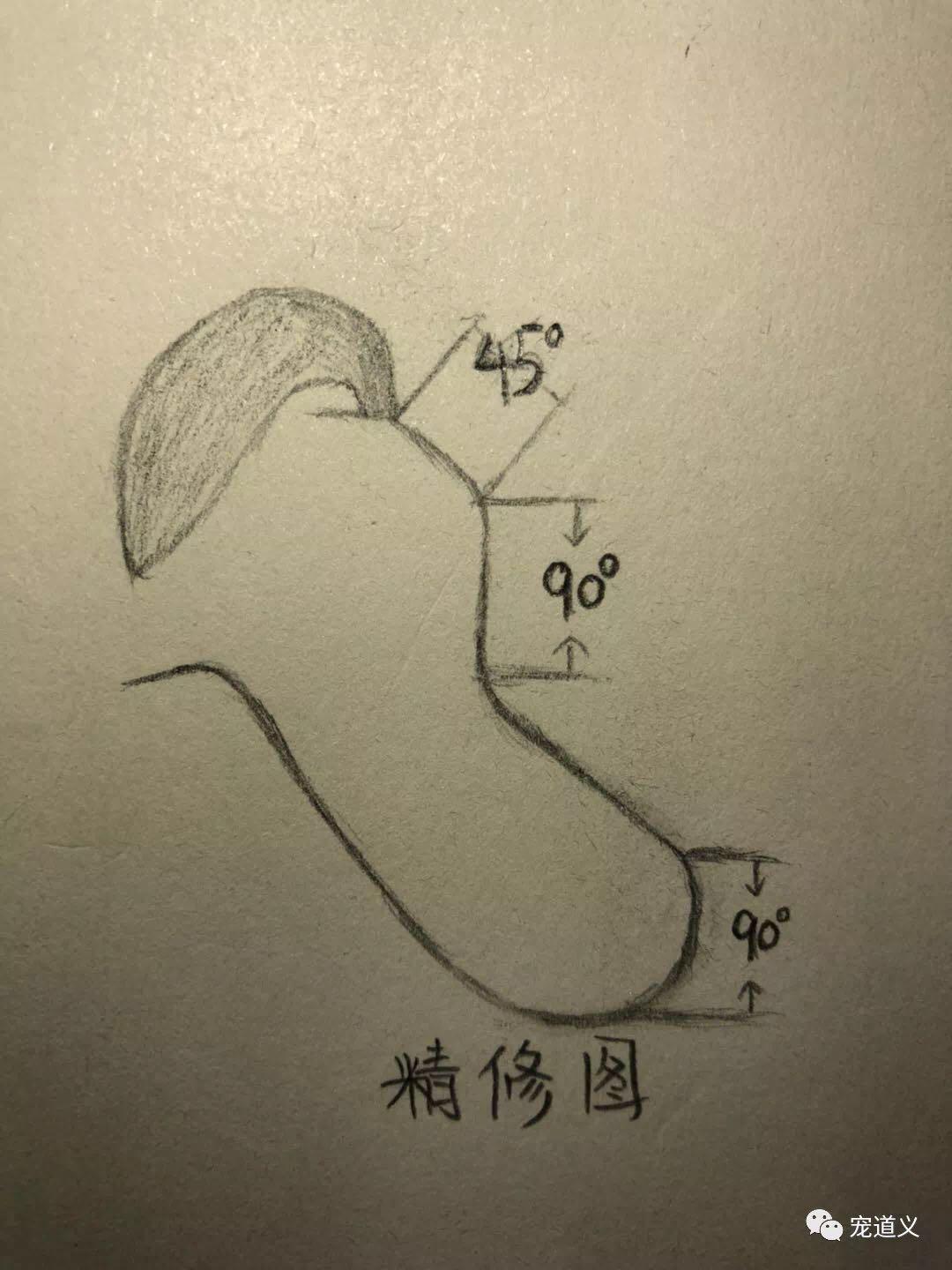 比熊犬修剪的分解图