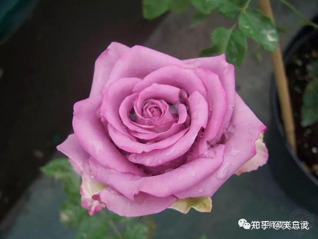 紫色的玫瑰高清桌面壁纸图片-壁纸高清