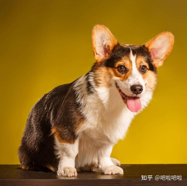 彭布洛克威尔斯柯基犬 - 知乎