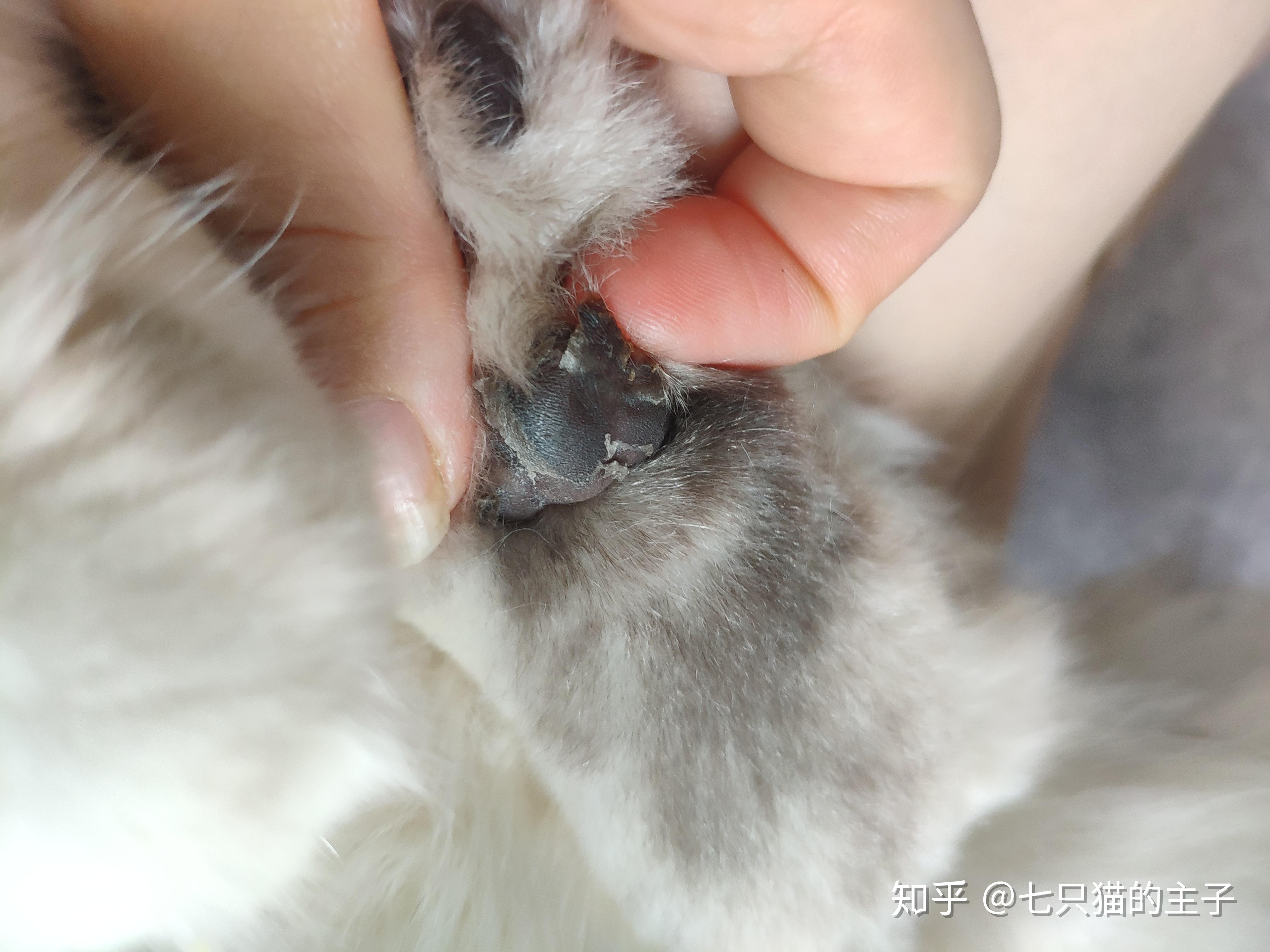猫咪可爱爪爪小肉垫图片素材-编号31256366-图行天下