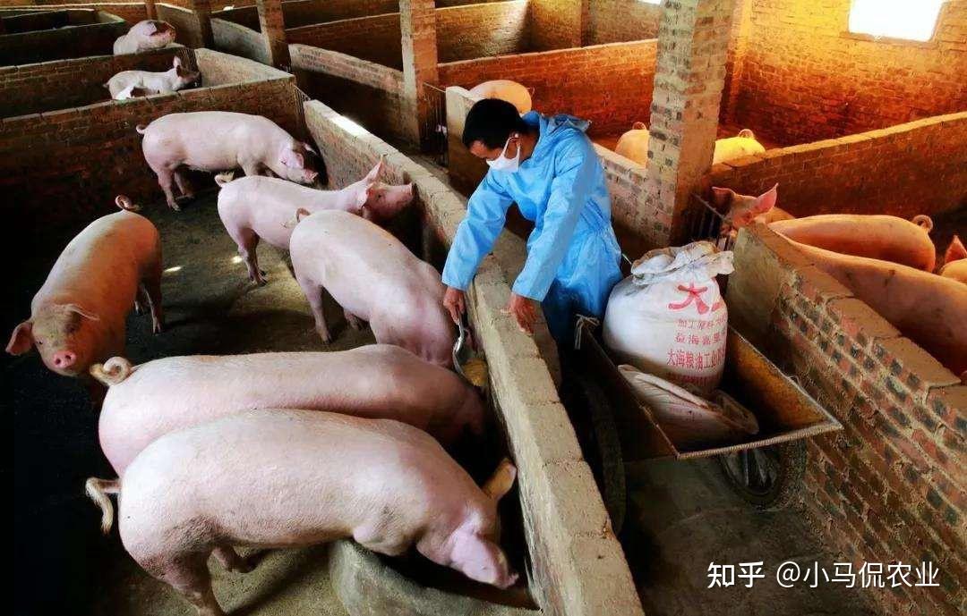 去年巨亏191亿饲料断供曝"猪吃猪"惨剧,养猪到底怎么了,揭秘 - 知乎