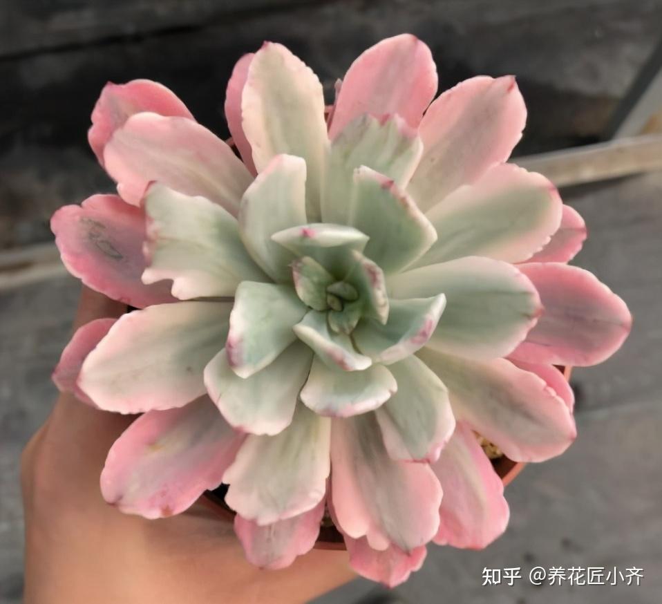 或者是其他的颜色交替起来,非常的漂亮,这就是植物自己本身出锦,只要