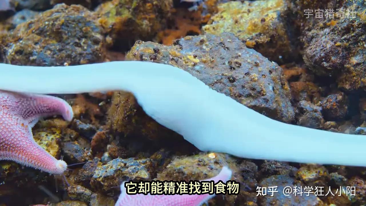 南极冰下独立的生态系统,隐藏着外星生命的线索? - 知乎