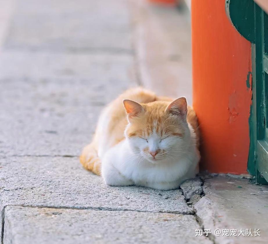 猫咪揣手手只是冷？不止不止 - 知乎