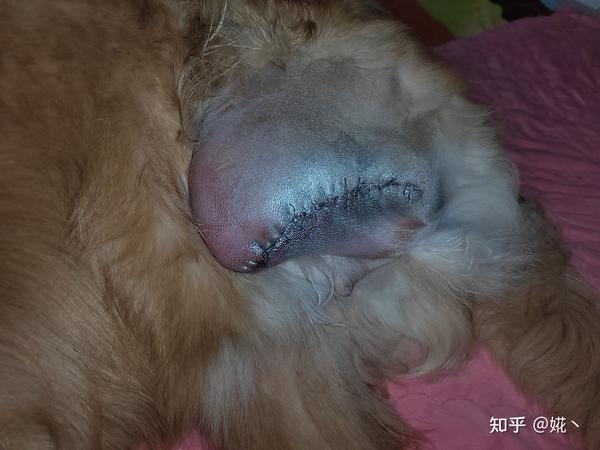 一条骨肉瘤金毛的日常 知乎