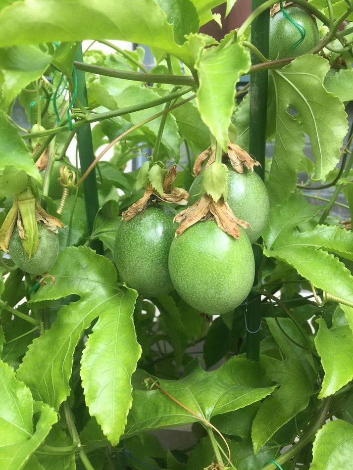 扦插三月多,结果三十多,盆栽百香果结果多的秘密就在这!