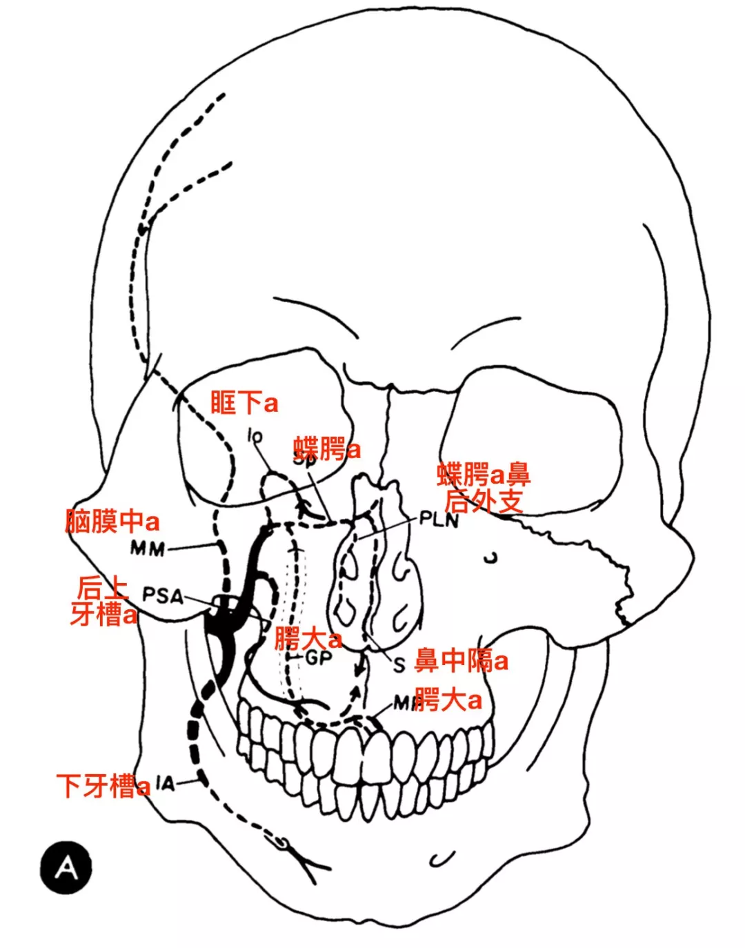 颅面部血管、神经分布及淋巴回流-针刀临床-医学