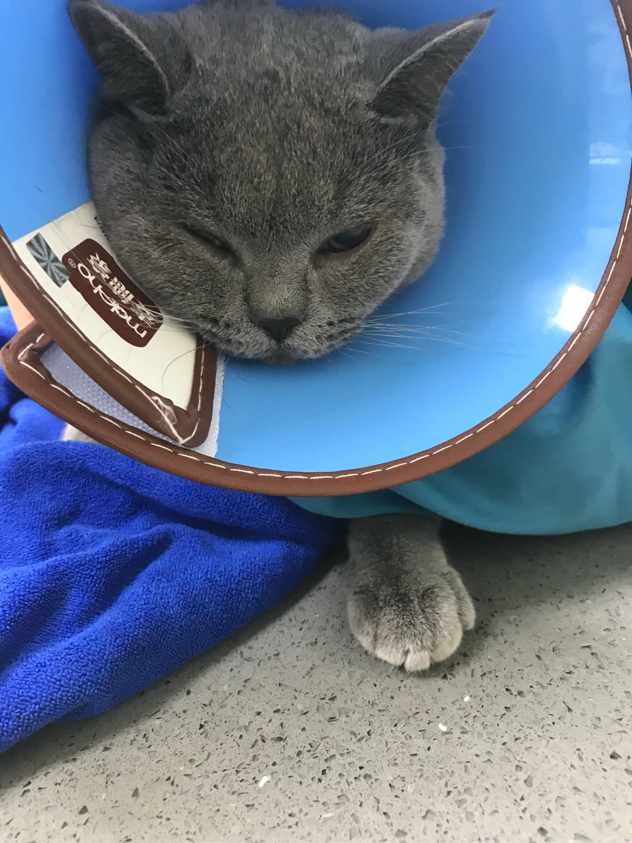 猫绝育后会讨厌主人吗? - 知乎