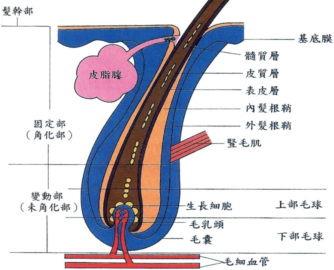 头发生长背后的科学