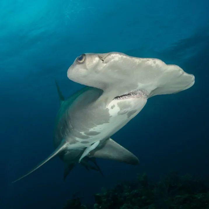 但受惊扰时它的力量足以击毁小船蝠鲼路氏双髻鲨则头前