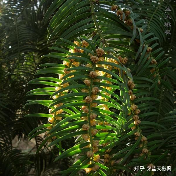 植物百科之三尖杉科