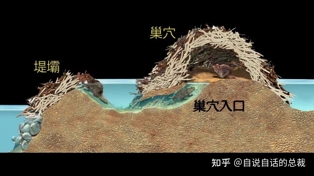 河狸如何改造地球200年前差点灭绝后来被发现是拯救地球的工程师自说