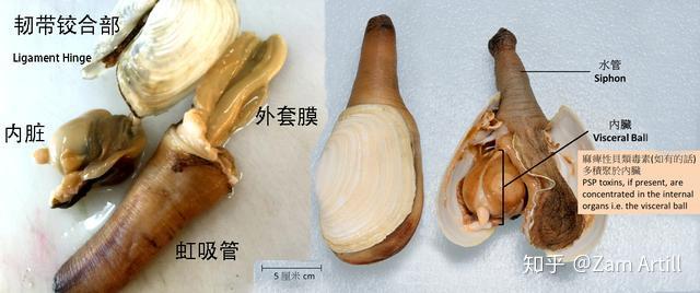 沿海旅行知识1关于各种贝类的名字区别产地吃法全