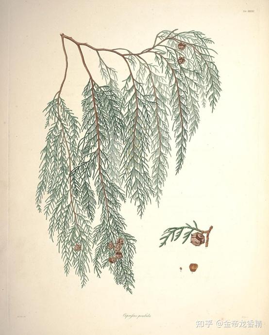 香精与香料(106)—柏木 - 知乎