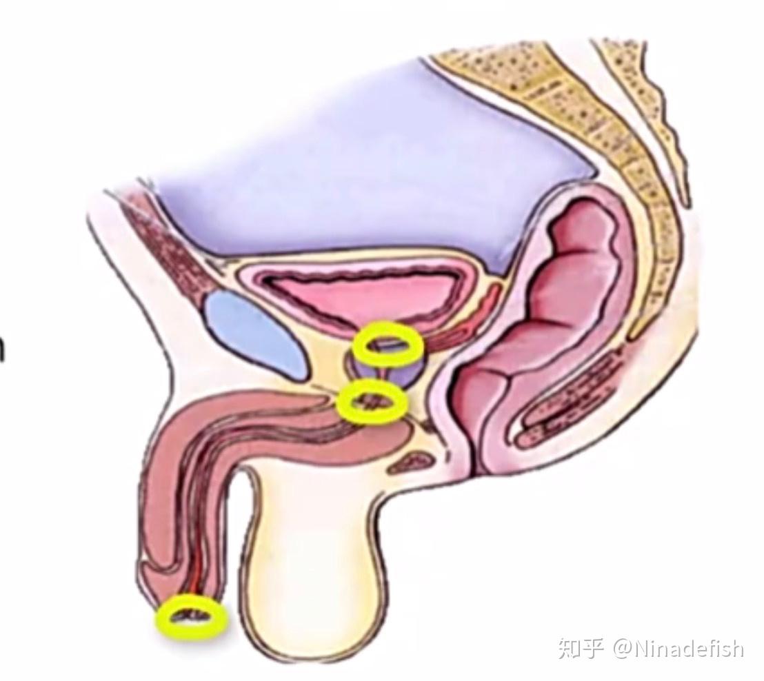 睾丸侧面图图片