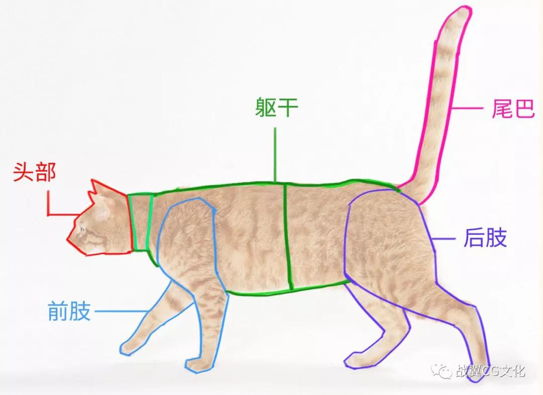猫有哪些比较常见的肢体语言？ - 知乎