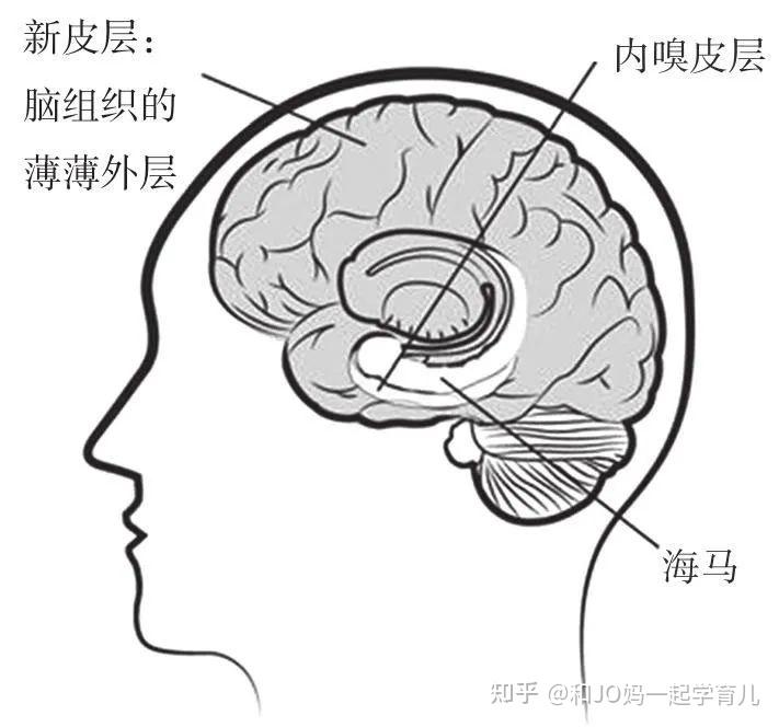 大腦的運作機制如何幫助孩子科學的學習