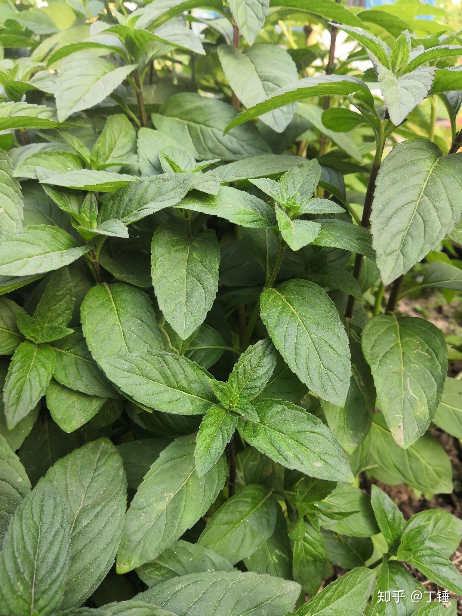 薄荷饮片选择上,一要选正品基原的,正品薄荷气味清凉,无杂气味;二要选