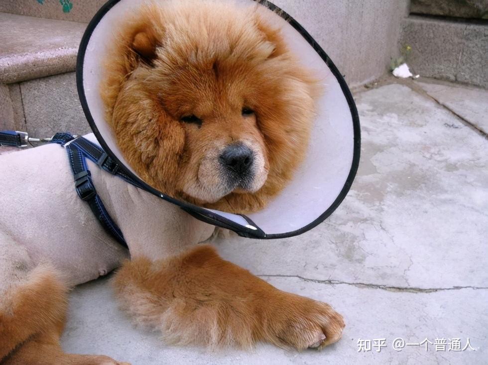 宠主须知：造成松狮犬掉毛的常见原因 - 知乎