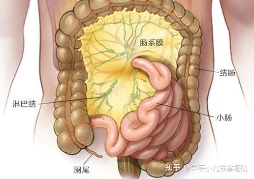 中醫兒科楊曉小兒腸繫膜淋巴結炎是怎麼回事如何應對和調理