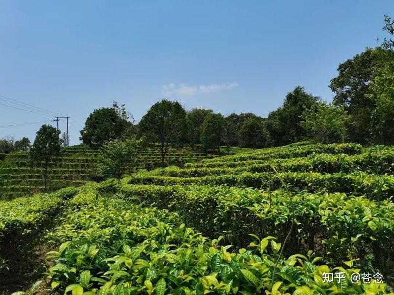 茶树种类 - 知乎