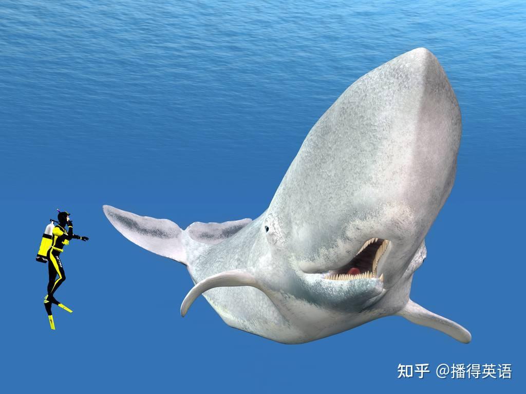 抹香鲸”的英文名竟然这么污？其中的由来是什么？ - 知乎