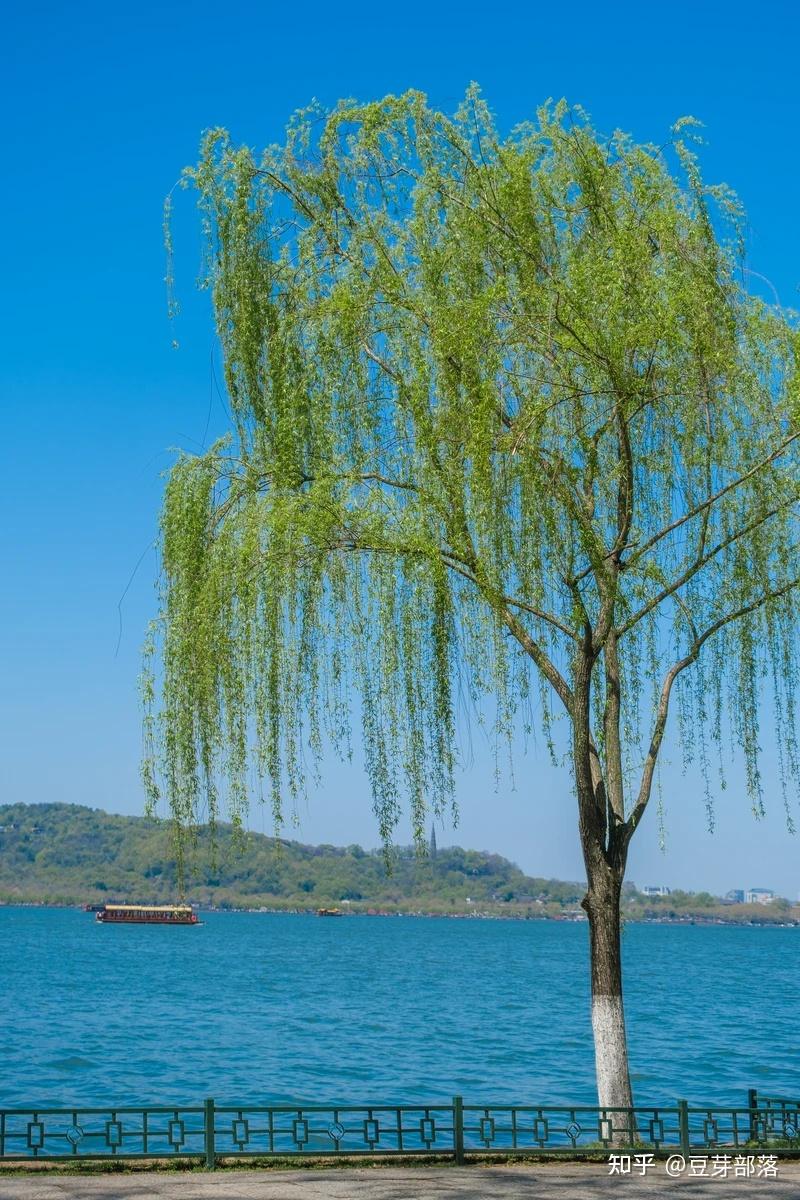 柳浪闻莺,一处充满诗意与浪漫的胜地