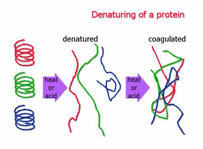 漫谈蛋白质的变性