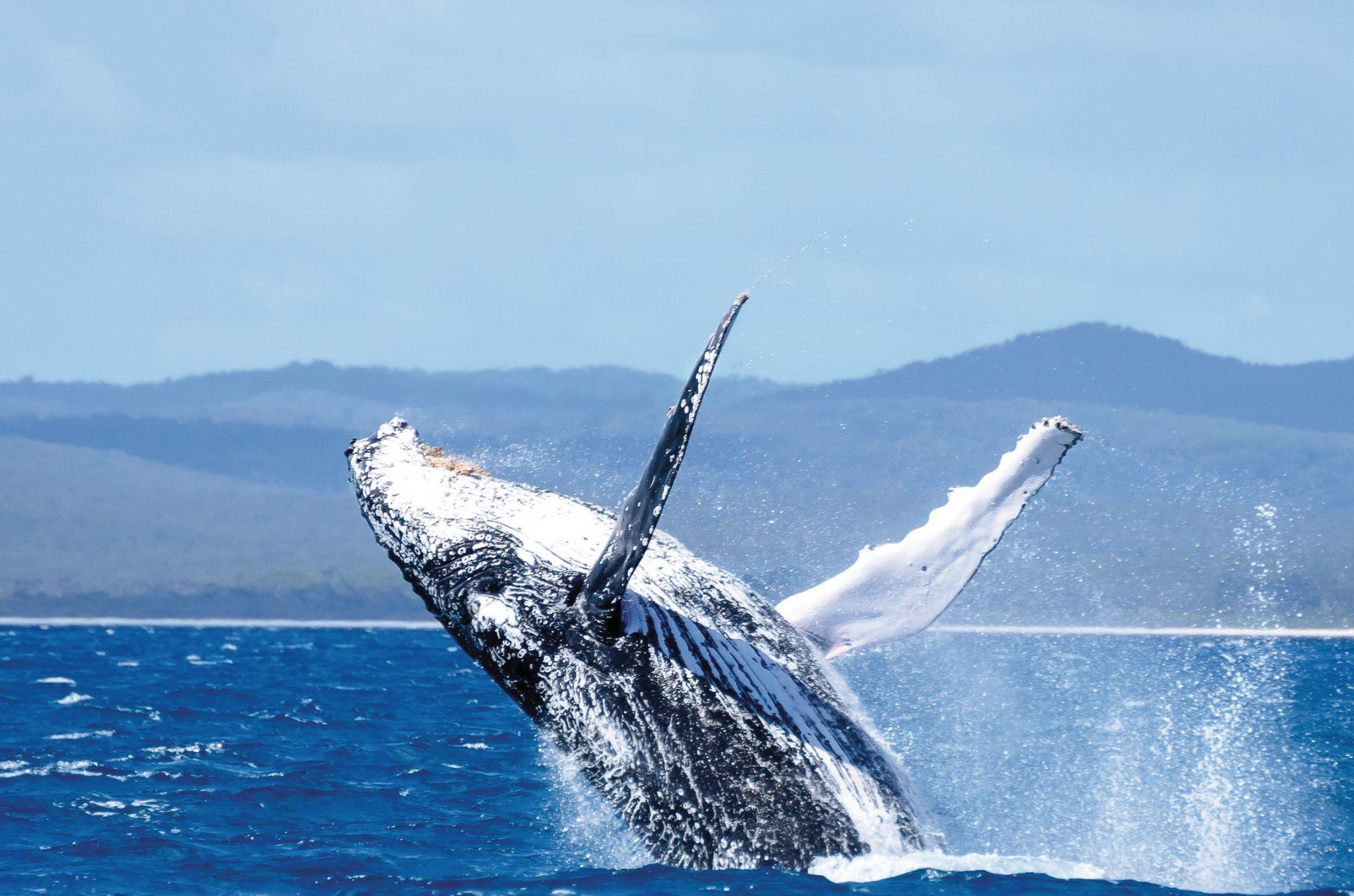 蓝鲸的资料和图片(地球上真正的的巨无霸——蓝鲸的资料和图片) | 说明书网