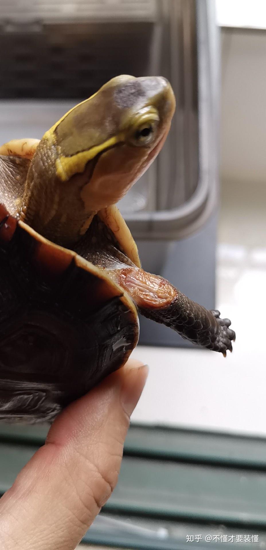 琢琢龟同学腐皮病50天记录