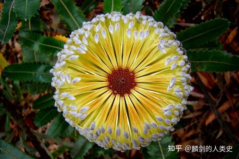 植物界全系列山龙眼目山龙眼科上银桦