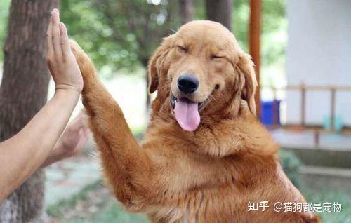 有这些特征的人,说明他养了狗! - 知乎