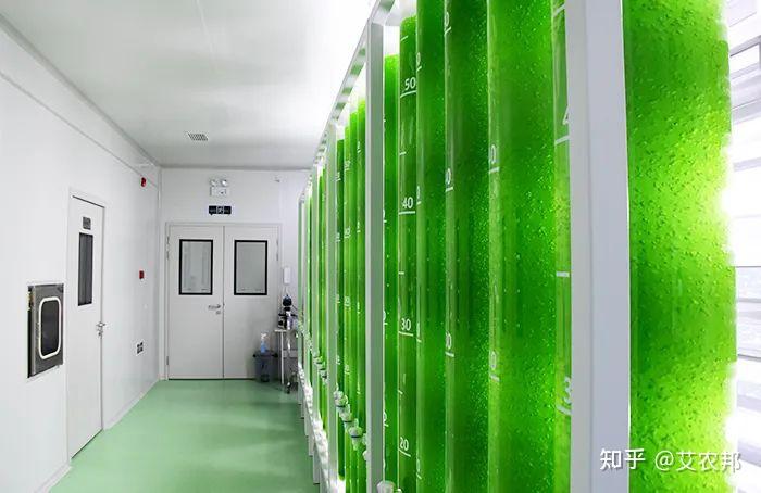 德和生物B轮融资数千万,中国微藻市场的头部企业都有谁? - 知乎