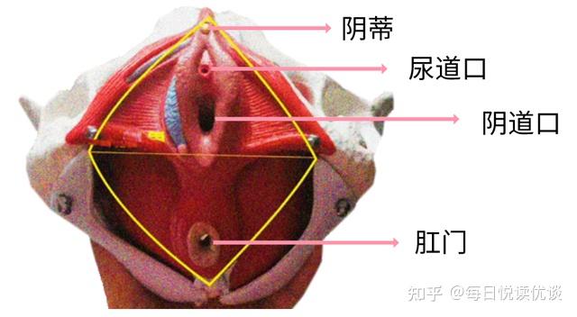 旁边器官图片