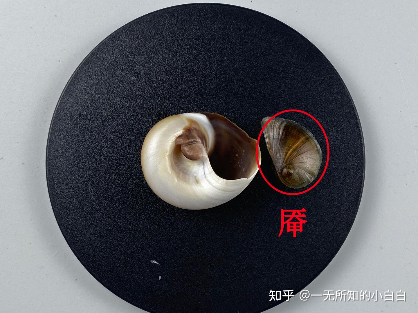 中国海洋生物 第1期 扁玉螺 Neverita didyma - 知乎