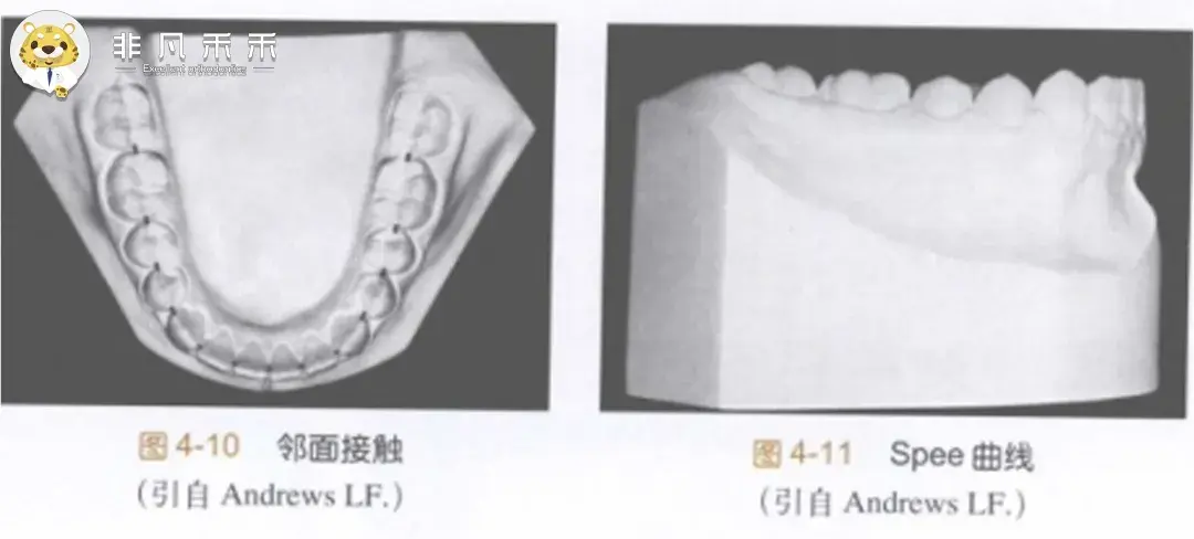 整平較深的 spee 線將使下牙弓的周徑和弓長增加,使下牙弓的 面能與上