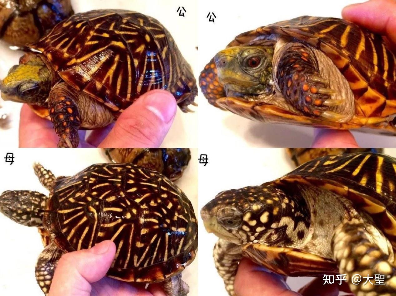 锦箱龟的公龟需要8-9年达到性成熟,母龟需要10-1