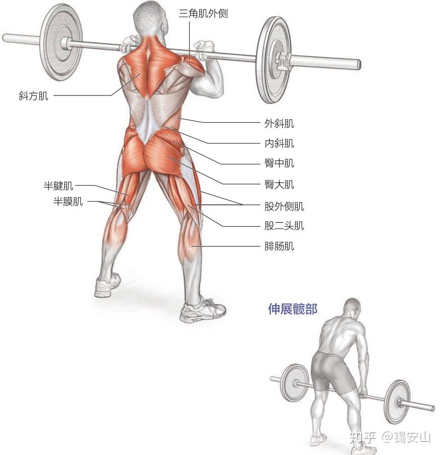 主要训练肌群:臀大肌,臀中肌,半腱肌,股外侧肌,股内侧肌,股中间肌
