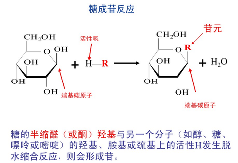 腺苷脱氨酶6图片