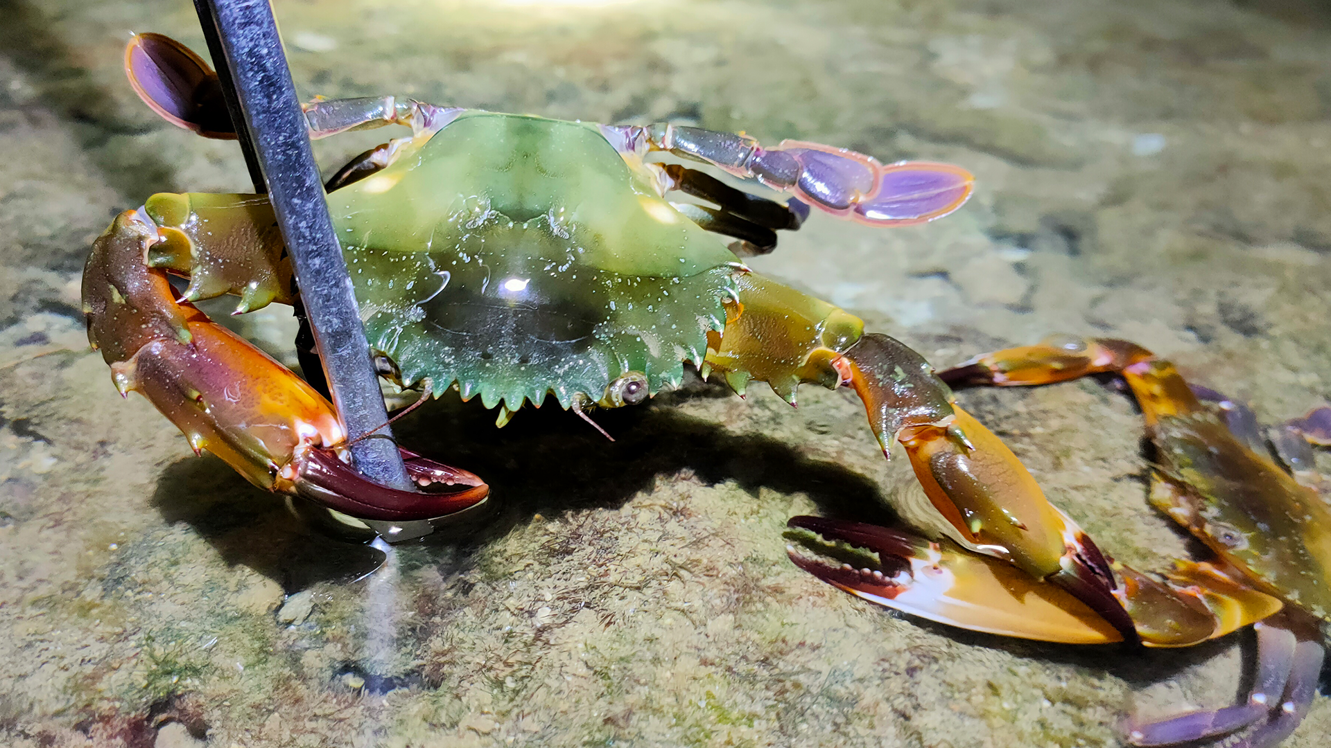 67关注赶海发现兰花蟹在卧沙,小林趁它还没睡醒