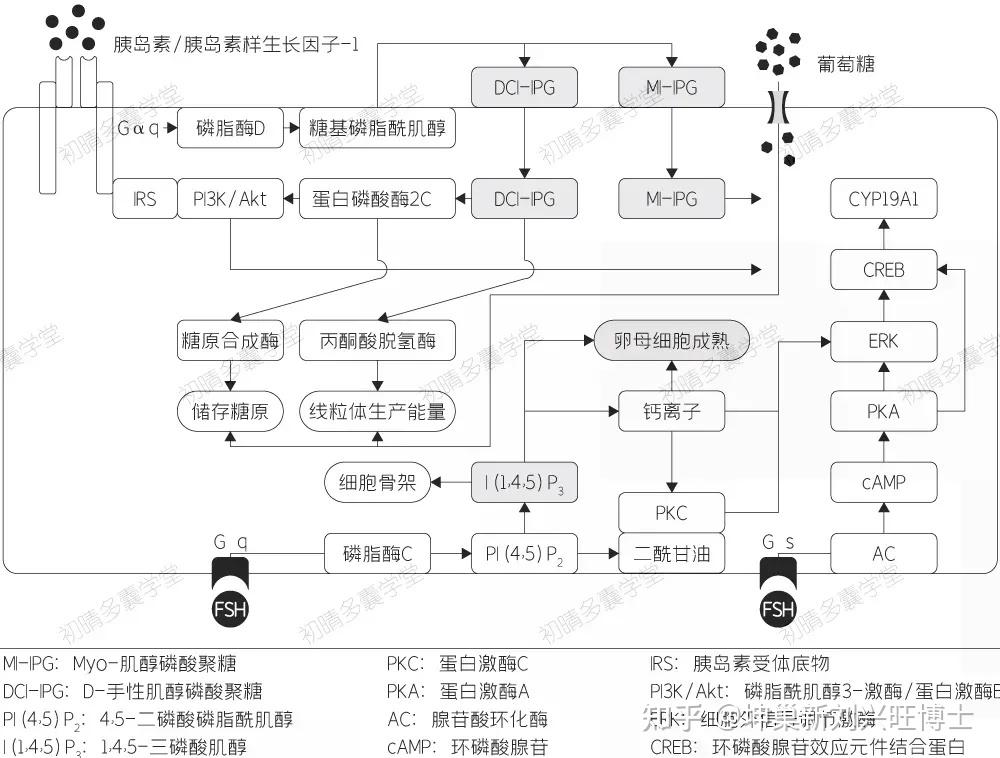 而且尿液d-手性肌醇清除率是健康女性的6倍,由此認為其與多囊