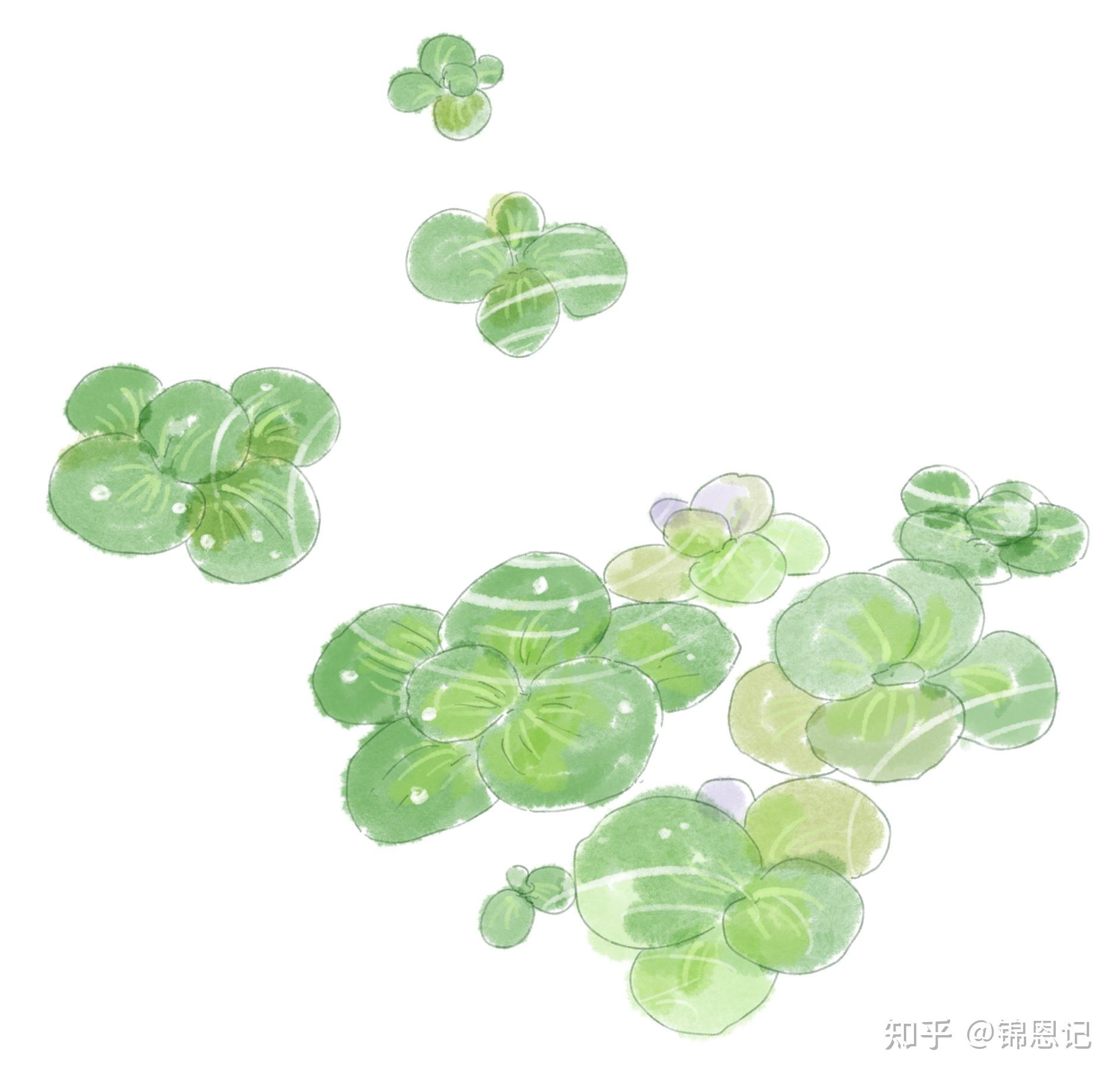 一候萍始生谷雨时节雨水增多,浮萍开始生长二候鸣鸠拂其羽布谷鸟开始