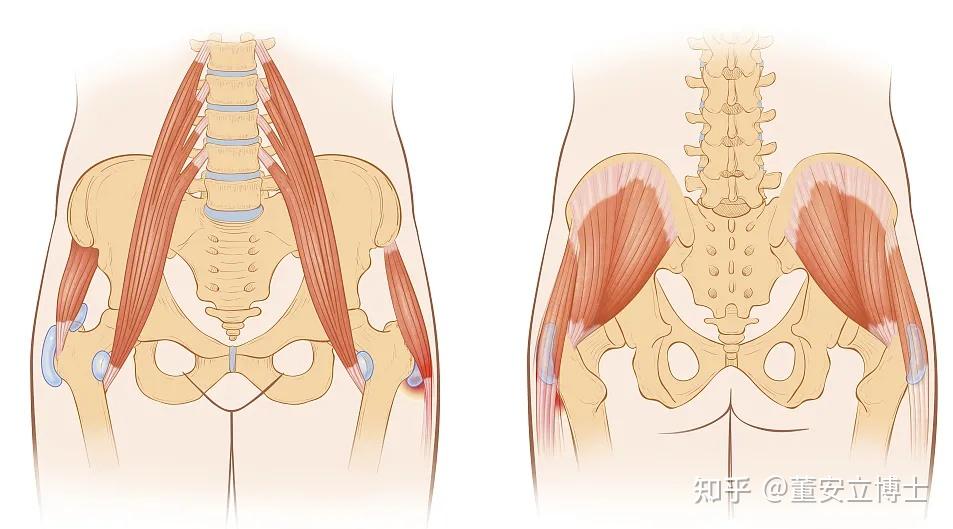 腰髋部位置图片图片