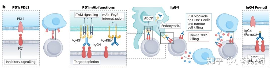 肿瘤免疫治疗中的Fcγ受体和免疫调节抗体 - 知乎