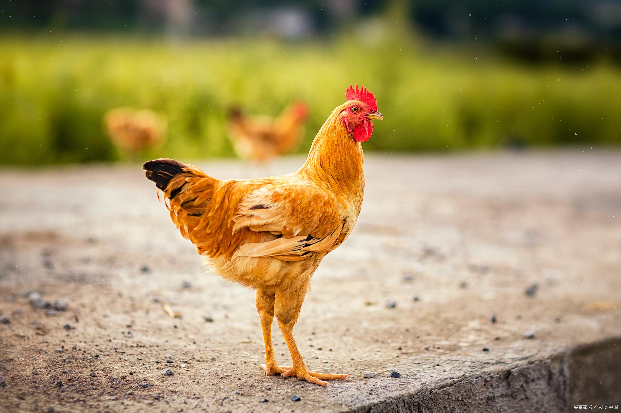 鸡舍环境差产量难提升环境监控技术为养鸡户提高生产性能