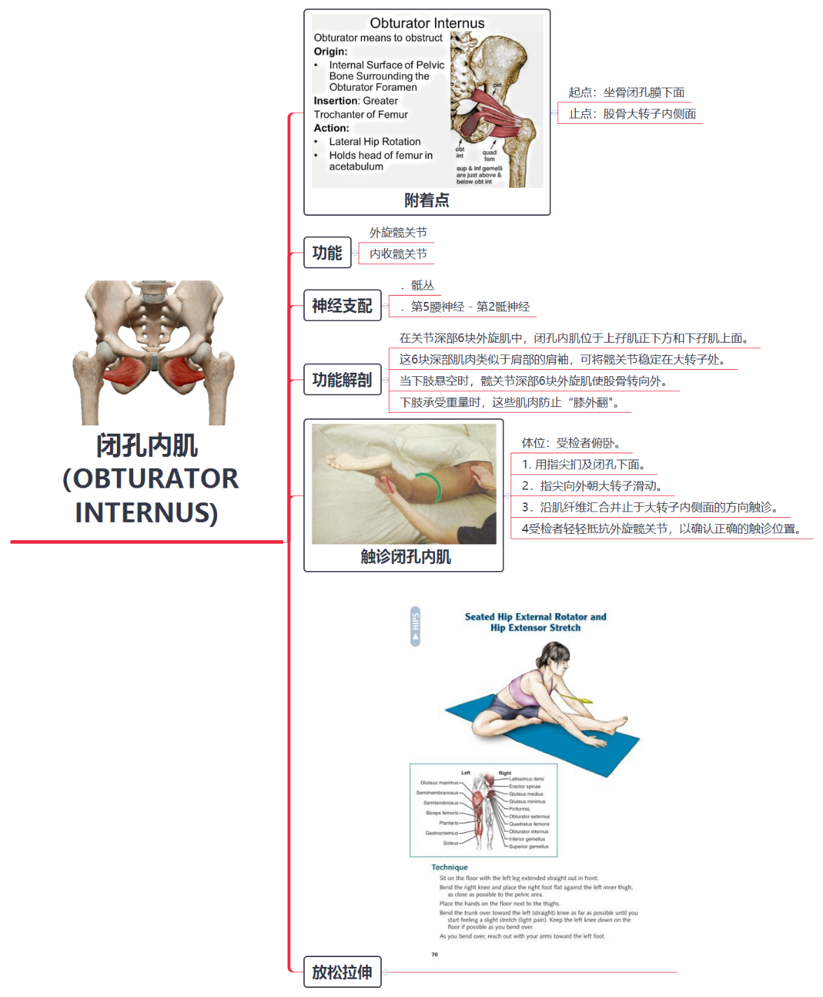 解剖课堂—— 闭孔内肌 - 知乎