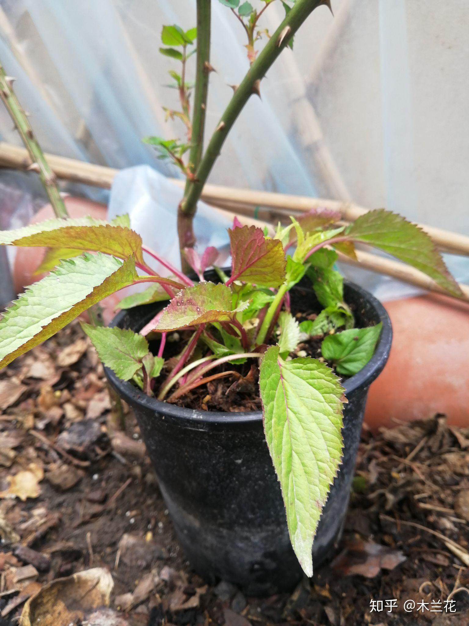 紫斑風鈴草金魚草大濱菊報春隨意草,盛夏期間開花宿根們,這是山桃草