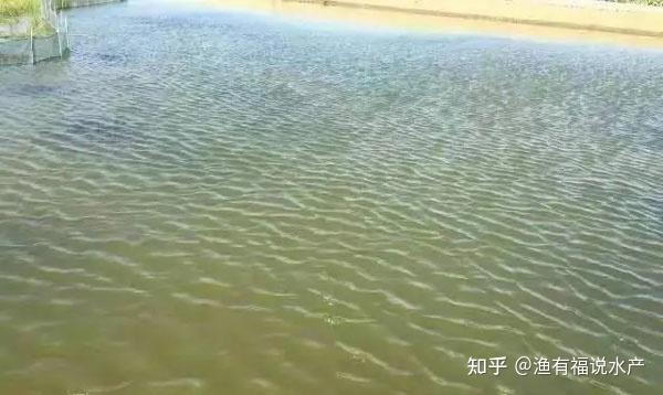 池塘水质浑浊的原因及解决措施 - 知乎