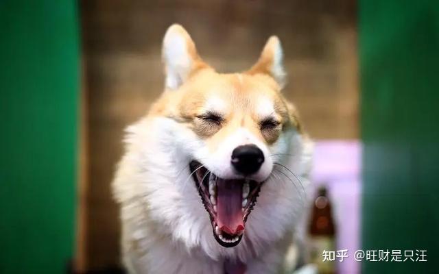 狗狗身体动作大解析！这都不懂，就别养狗了 - 知乎